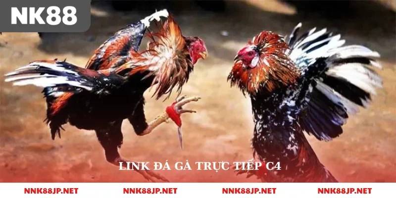 Đá Gà Trực Tiếp C4