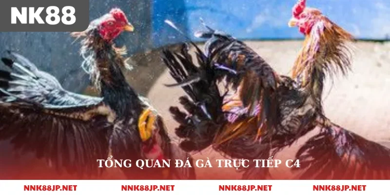 Tổng quan đá gà trực tiếp c4