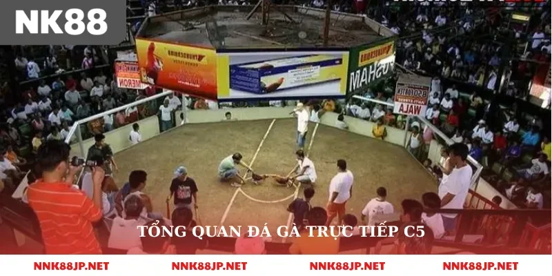 Tổng quan đá gà trực tiếp c5